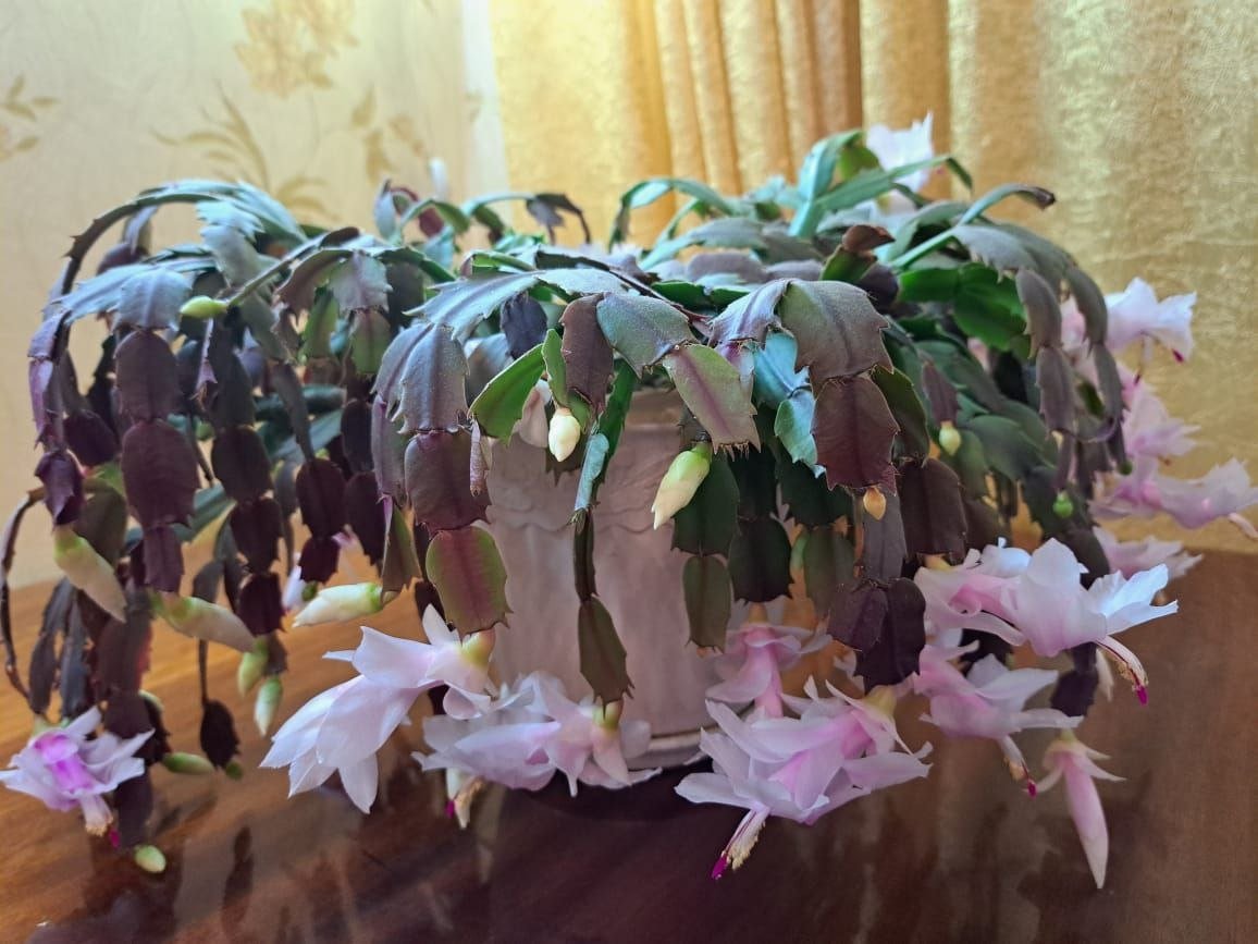 1 гр в воду — декабрист облеплен бутонами, как кактус колючками: даже для старого куста работает ИА SevastopolMedia.ru