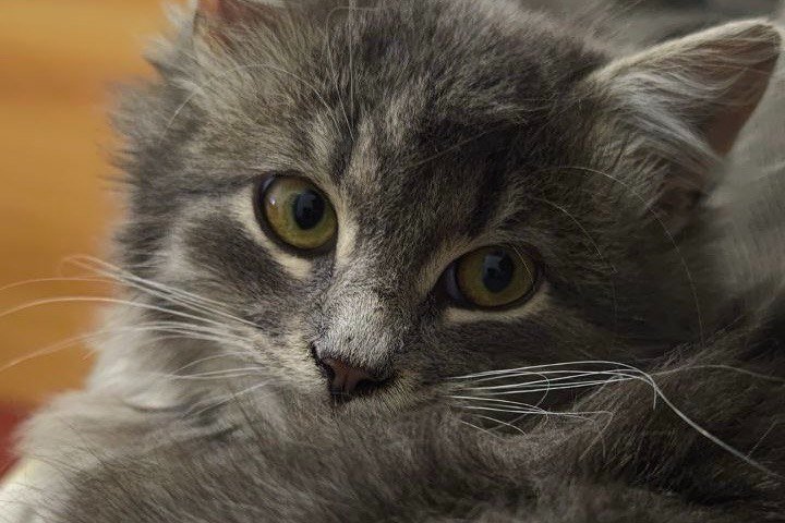 Сколько реально живут коты: не знают даже опытные хозяева - 3 причины ИА Stavropol.Media