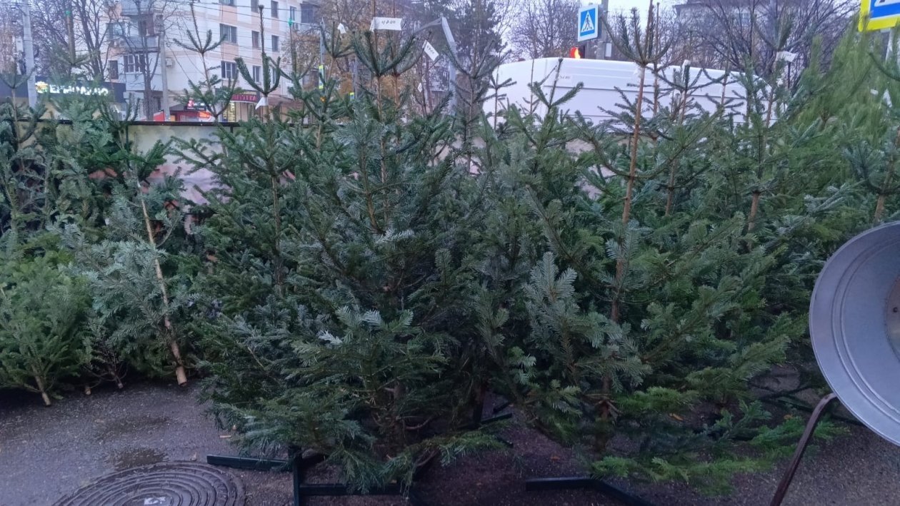 На Кубани работают 257 ёлочных базаров и новогодних ярмарок KrasnodarMedia