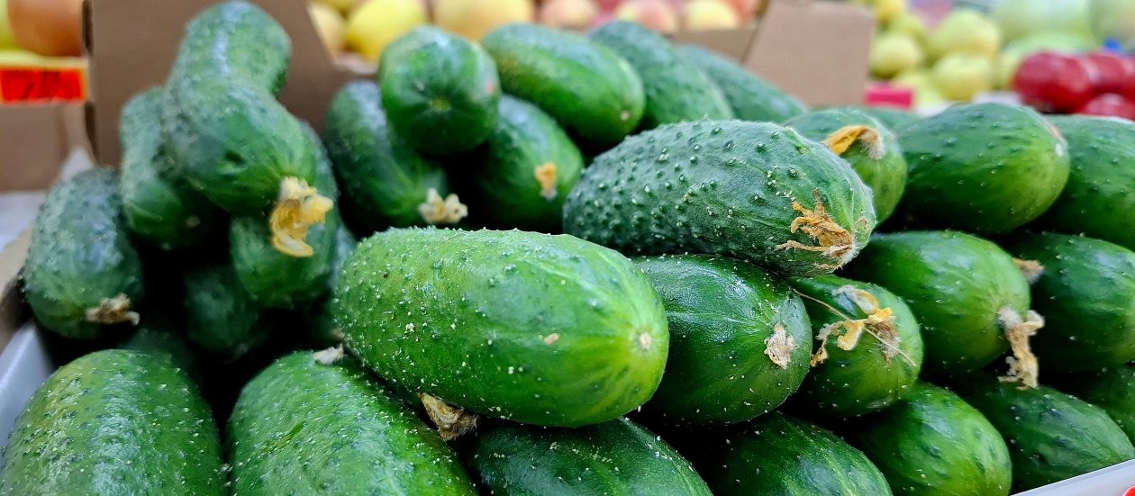 Соседи по даче в шоке: собираю 12,5 кг огурчиков с куста - вкус восхитительный и без капли горечи ИА Stavropol.Media