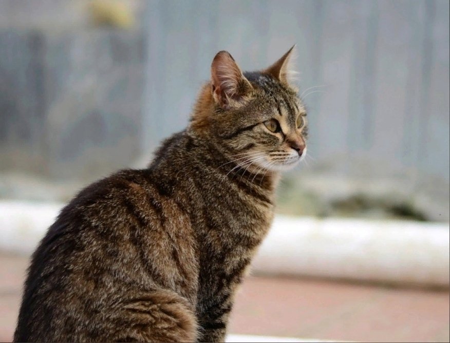 Рысюня Из архива Е. Воиновой