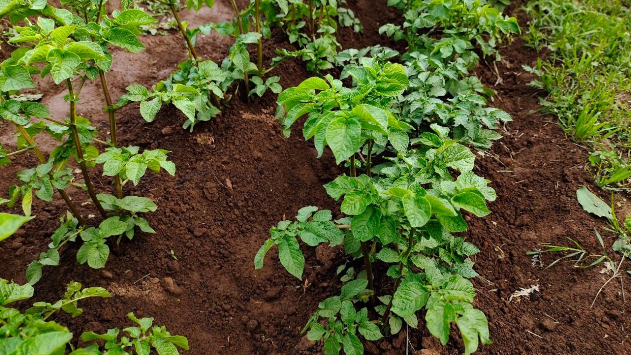 Картофель Автора