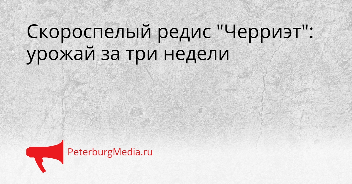 Скороспелый редис &quotЧерриэт&quot: урожай за три недели Сгенерировано
