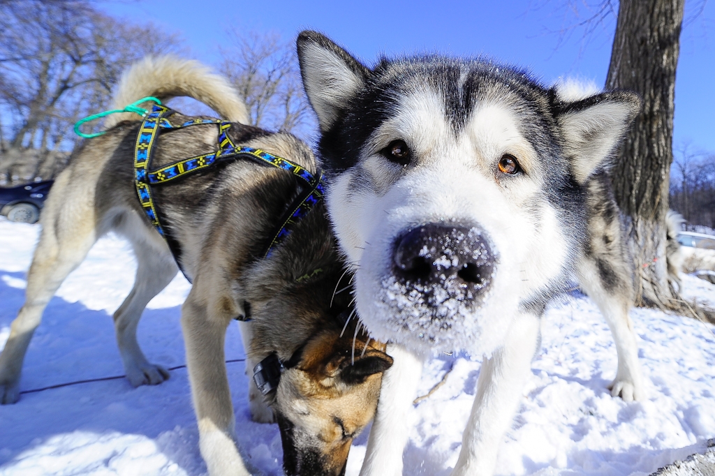 Собаки в упряжках Кузора Валерия, PrimaMedia