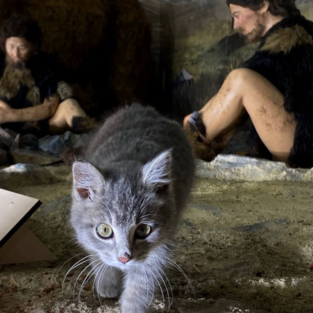 Котёнок Алиф тг-канал (18+) этно-археопарка &quotСухотино&quot