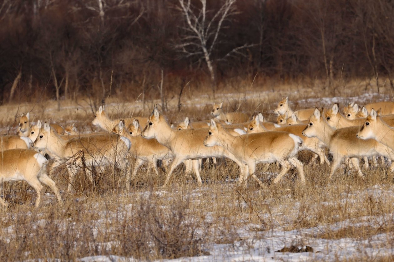 Дзерены пресс-службы Сохондинского заповедника