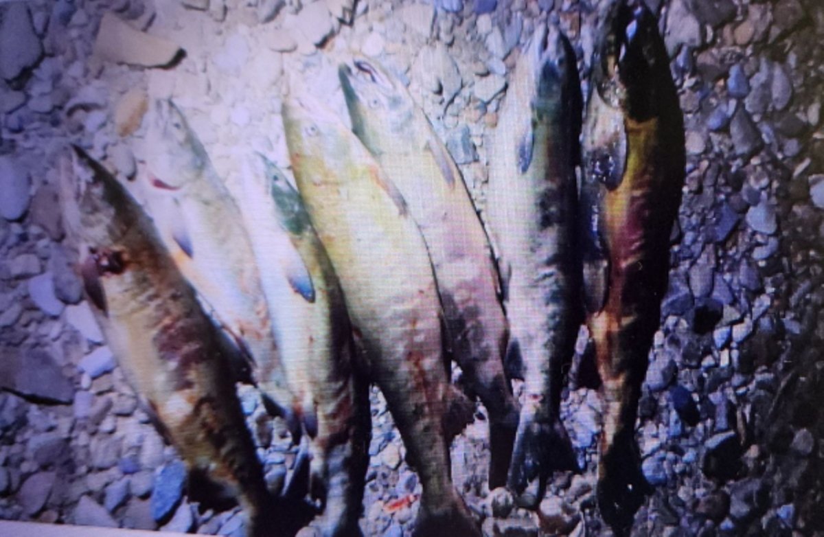 В Находке завершено расследование пяти уголовных дел о незаконном вылове водных биологических ресурсов пресс-служба УТ МВД России по ДФО