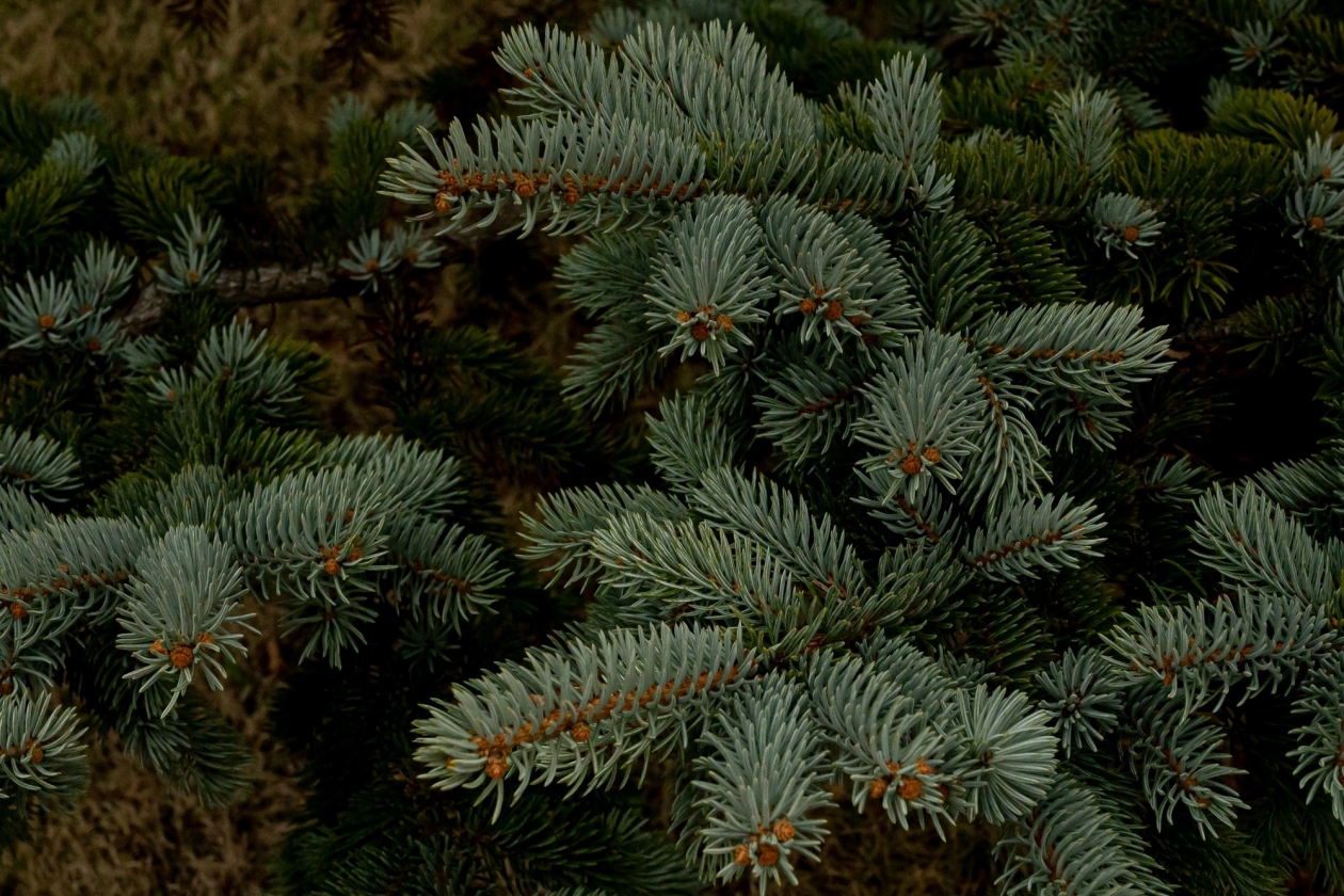 Новогодняя ёлка Илья Табаченко, ИА PrimaMedia.ru