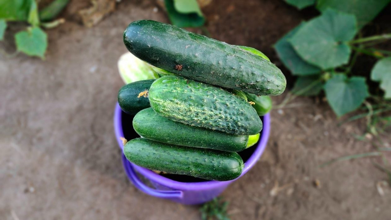 Огурцы Автора