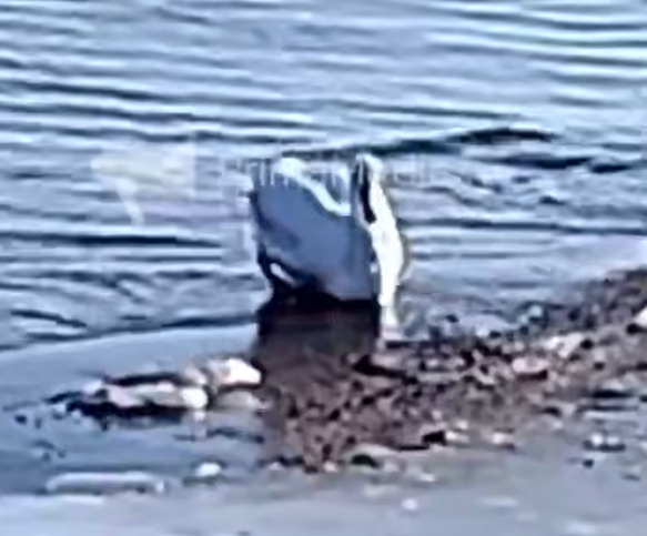 Скриншот ИА PrimaMedia