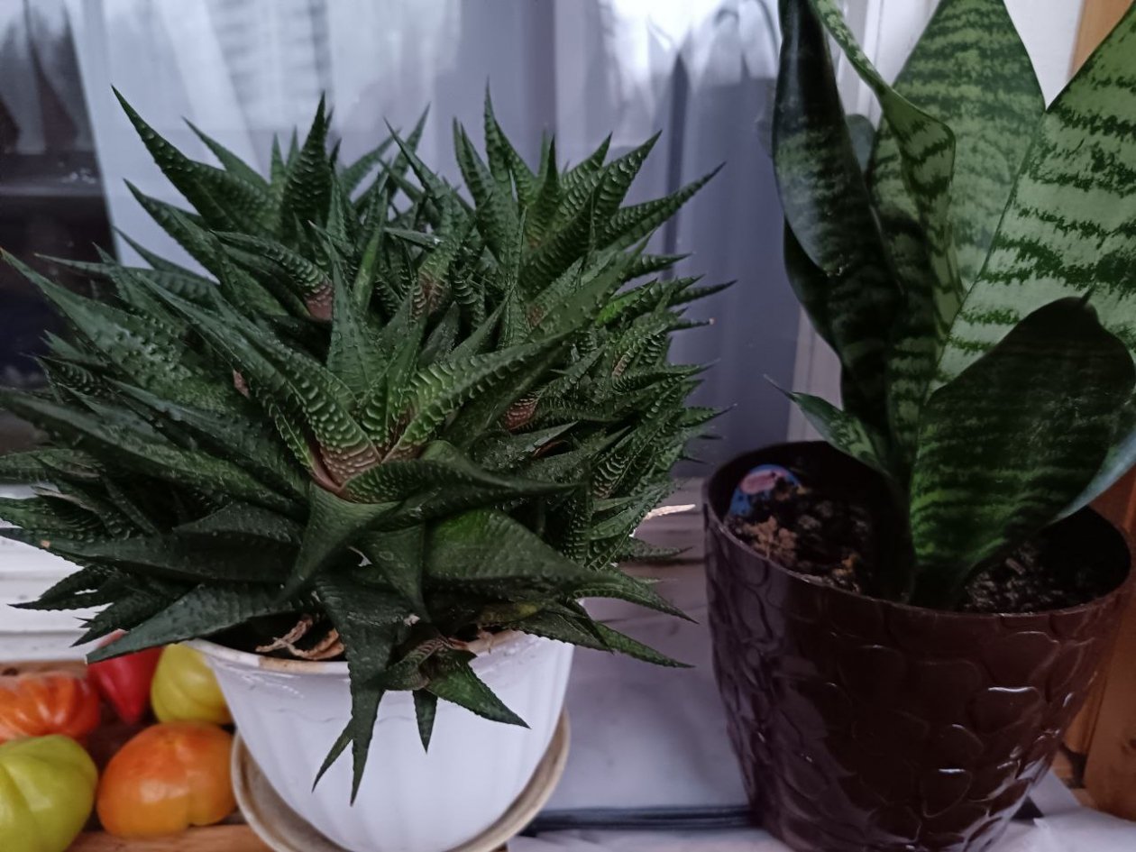 Без окон без дверей - роскошный домашний сад: 3 растения для комнат, в которые не попадает свет ИА StavropolMedia