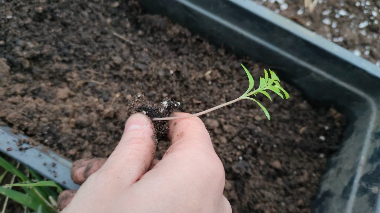 Рассада Автора