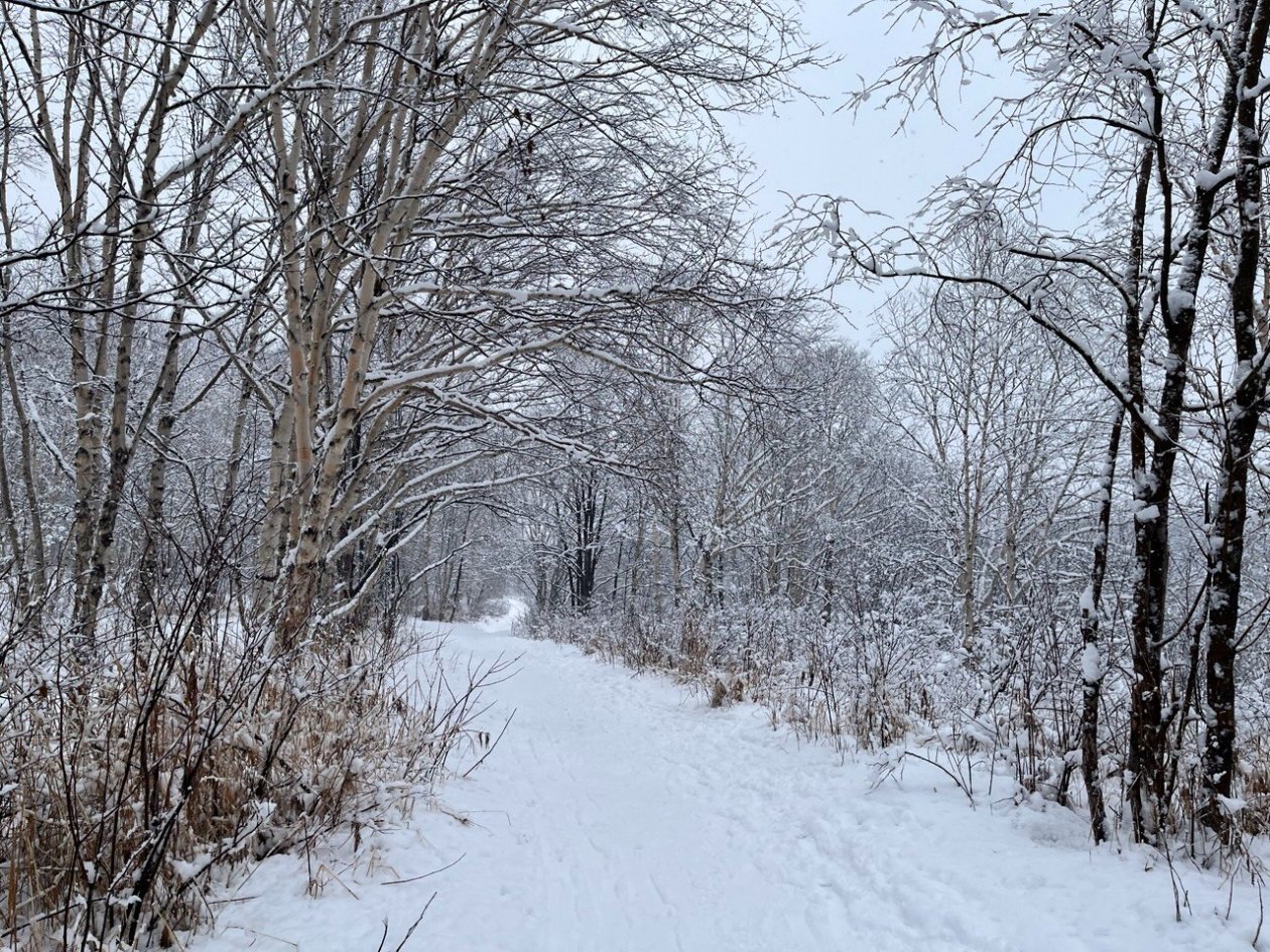 Полезными будут прогулки по свежему воздуху ИА KamchatkaMedia