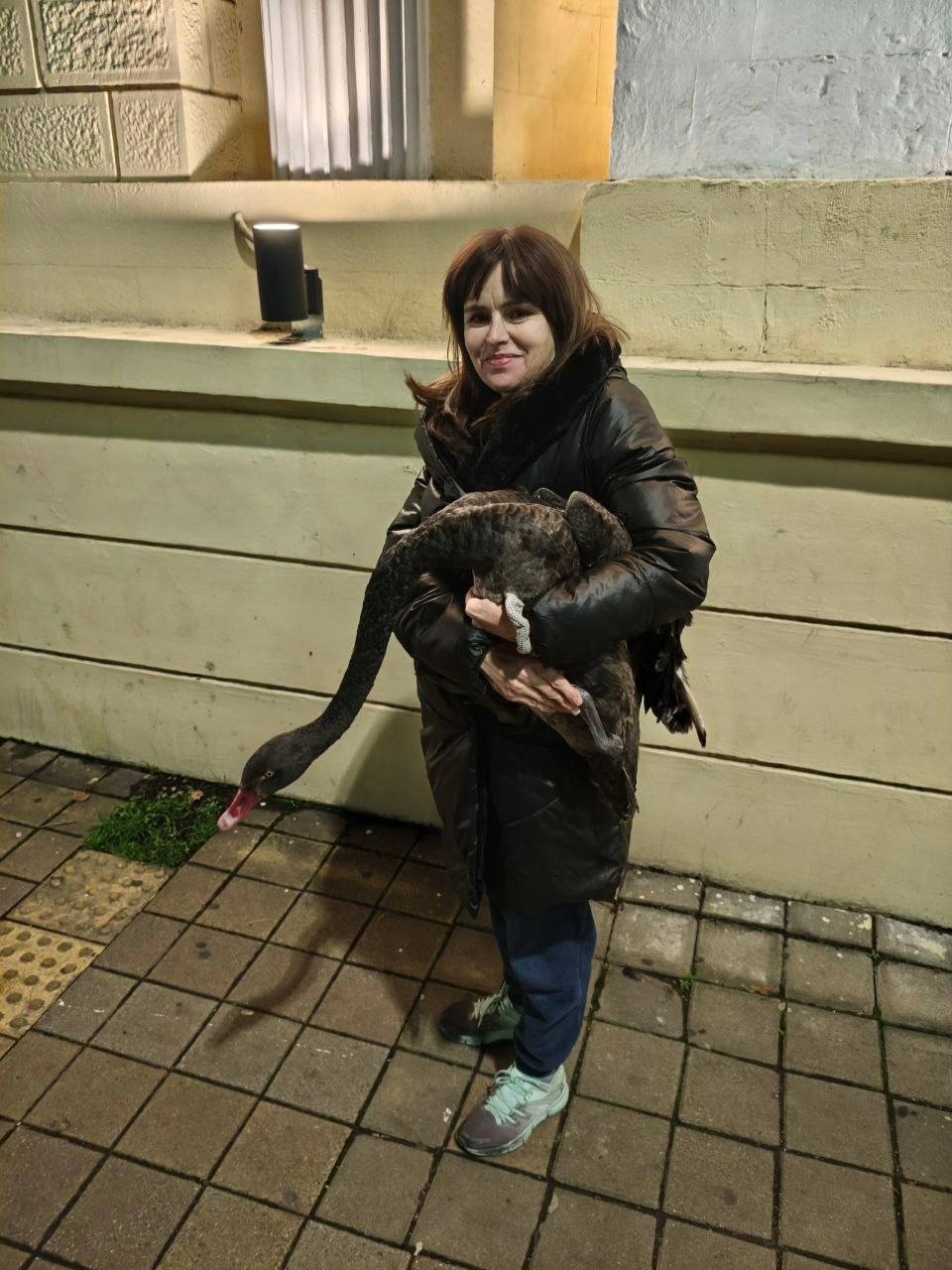 Черный лебедь из сочинского Дендрария оказался на остановке после атаки собак t.me/npsochi_official