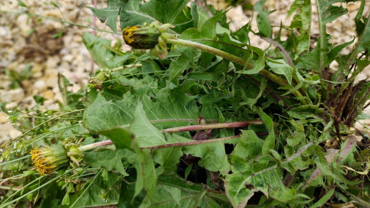 Сорняк Автора