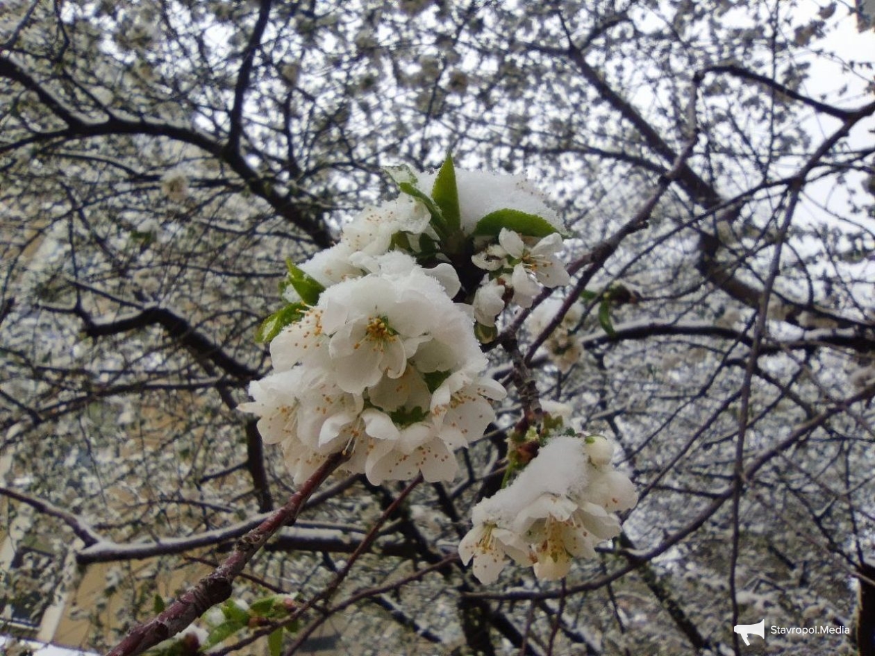 ИА Stavropol.Media