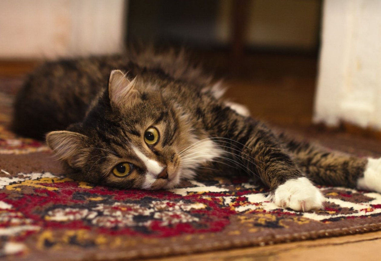 Тематическое фото pxhere.com