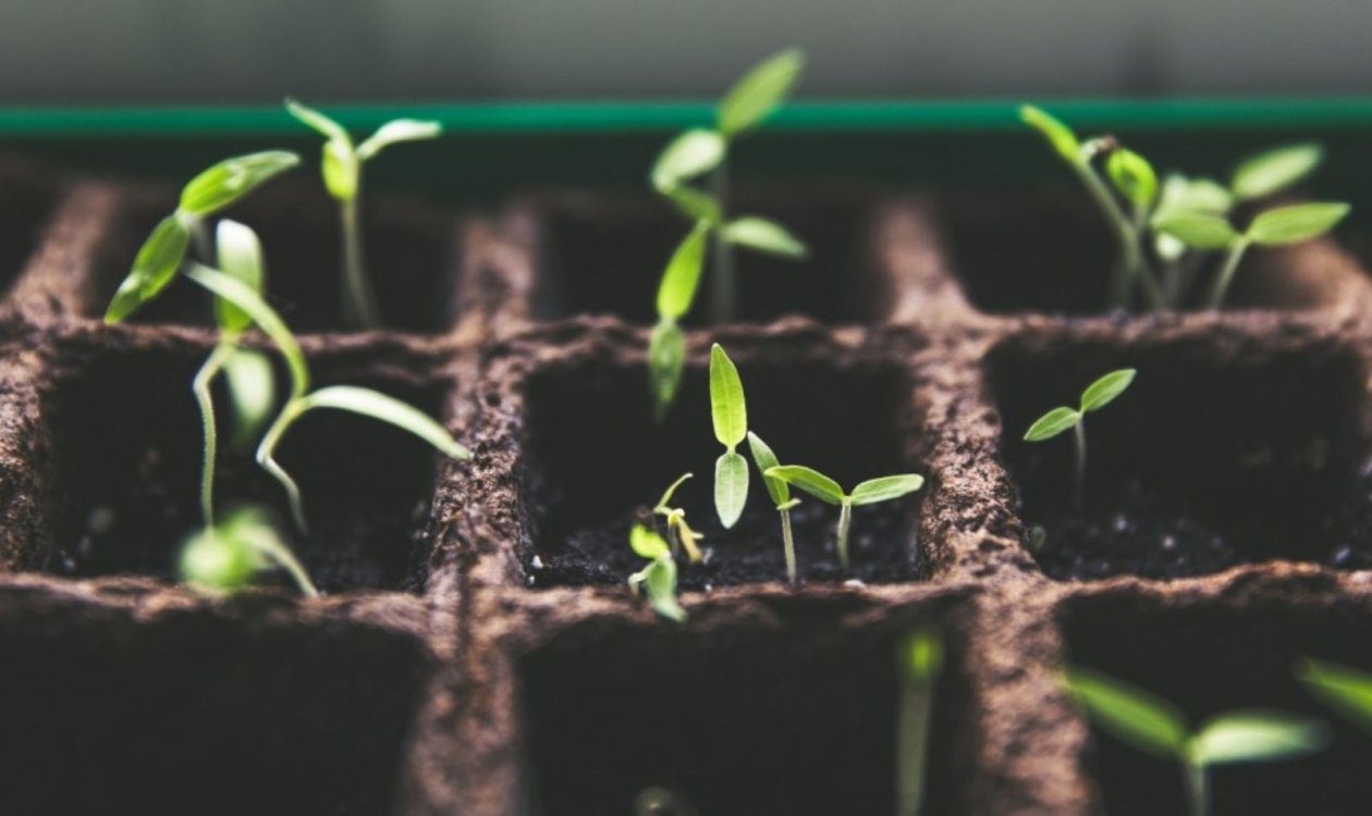 Тематическое фото pxhere.com