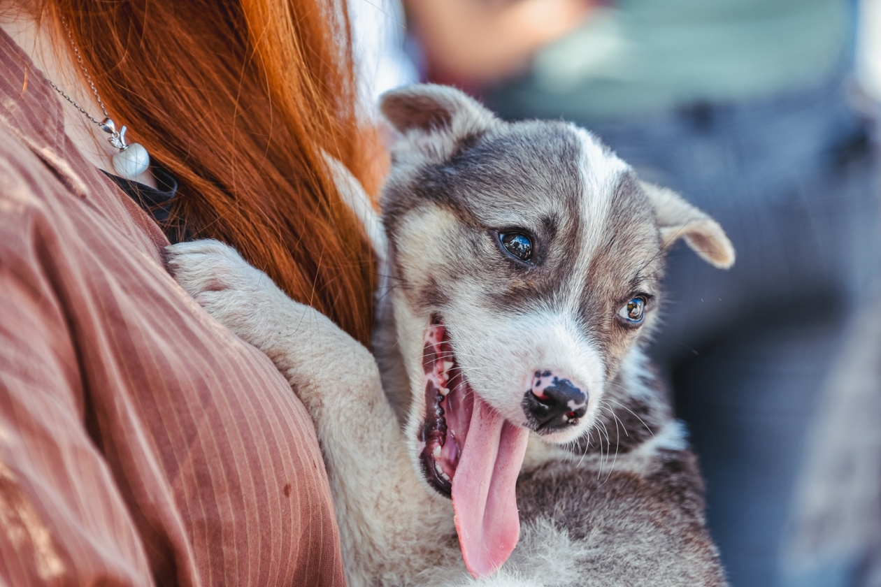 Больше не отмываю полы от бесконечных луж: как приучить щенка к пеленке Мария Смитюк, ИА PrimaMedia