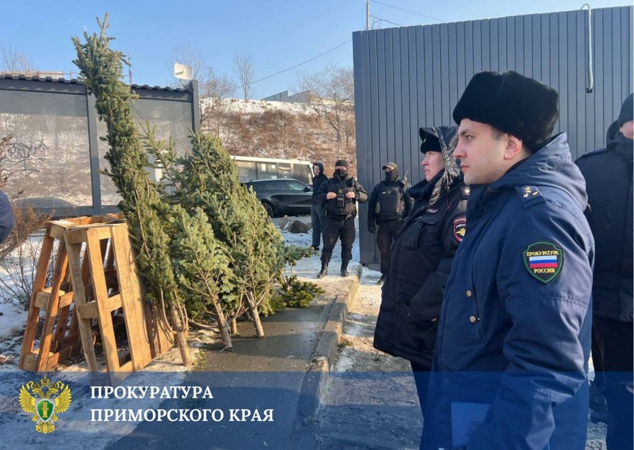 Во Владивостоке и Находке пресечена незаконная торговля новогодними ёлками прокуратура Приморского края