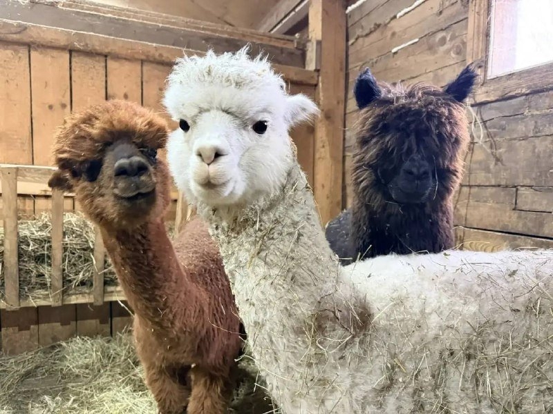 Тематическое фото Минкультуры 27