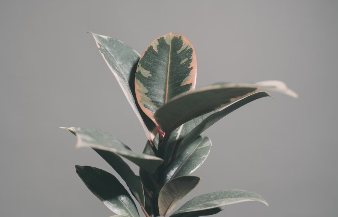 Тематическое фото unsplash.com (18+)