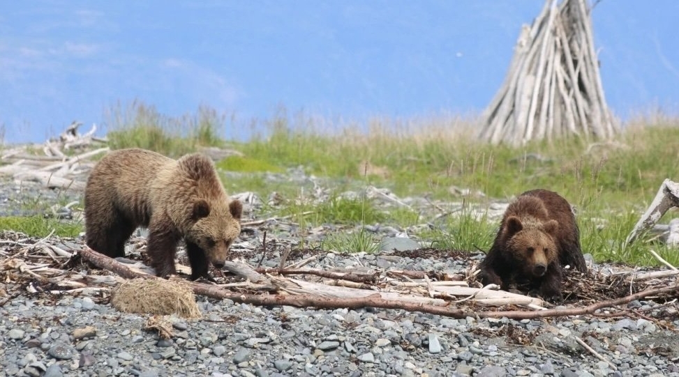 Ольский участок на полуострове Кони MagadanMedia