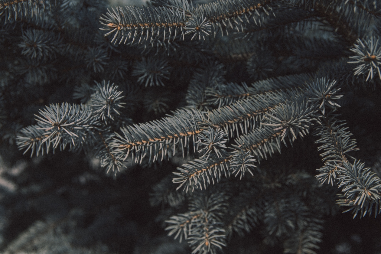 Двое жителей Приангарья незаконно заготавливали ели в Ангарском лесничестве Владислав Беляцкий, ИА SakhalinMedia