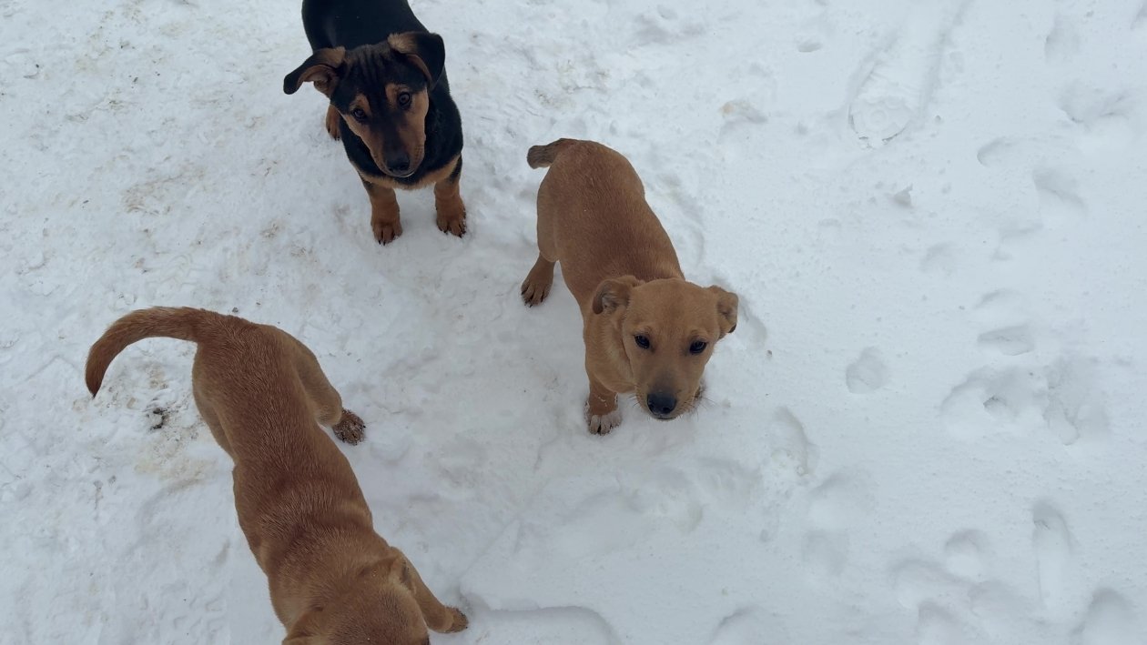 Хвостатые помощники защитников неба Народный Фронт Крыма