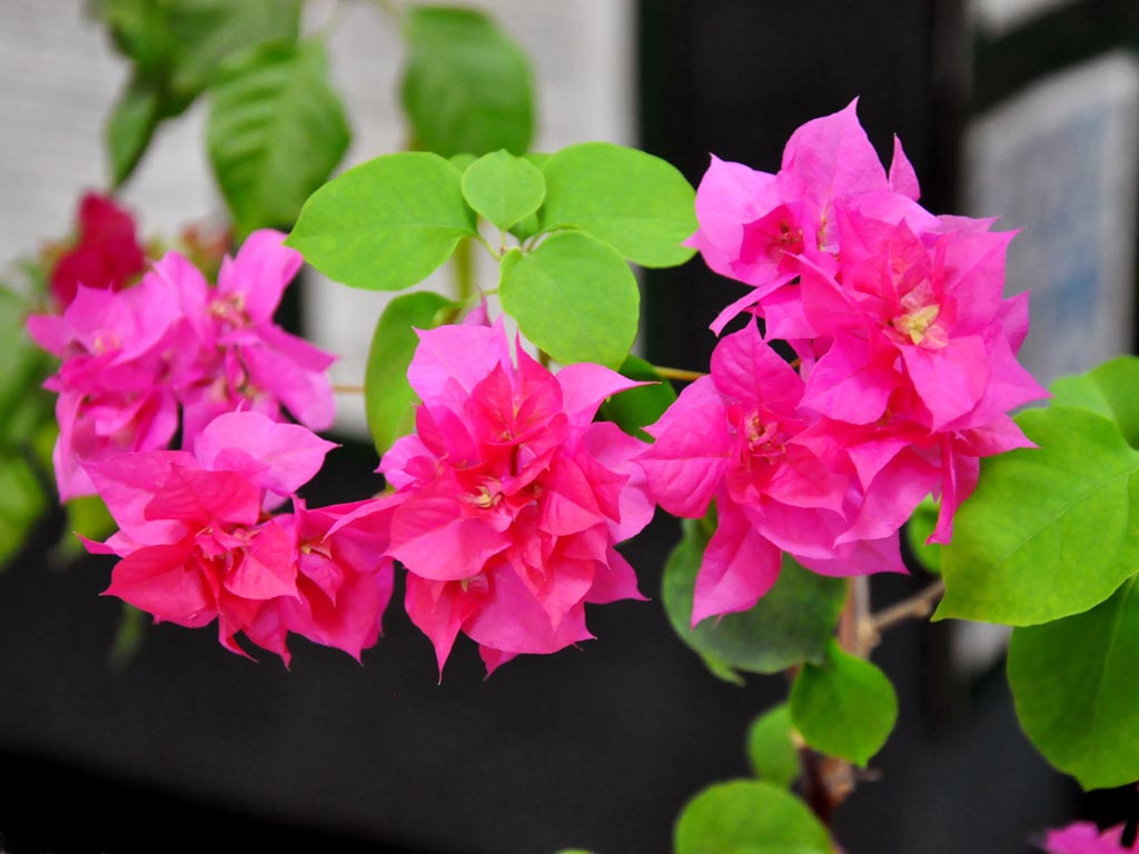 Комнатные цветы Мария Оленникова, IrkutskMedia