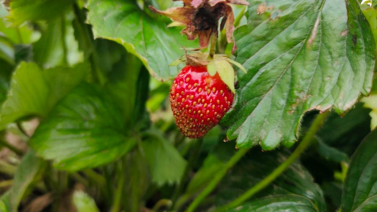 Клубника Автора