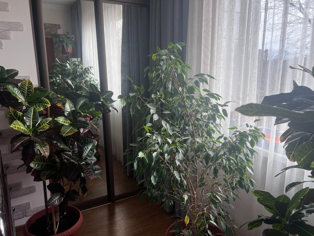 2 столовые ложки мыла на литр воды и тли на фикусе как не бывало: дешево спасаем растение ИА SevastopolMedia