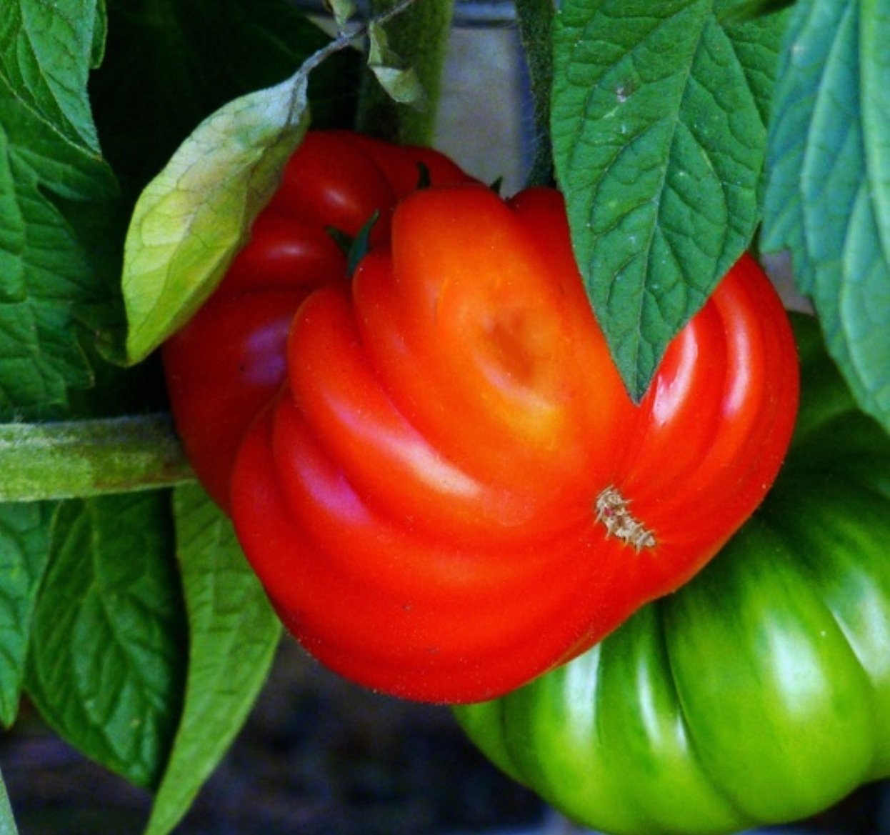 pxhere.com   pxhere.com