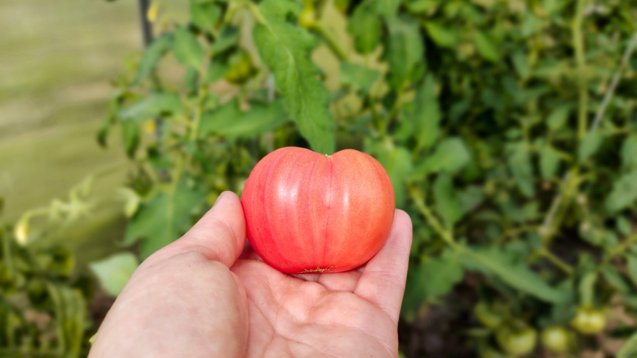 Томат Автора