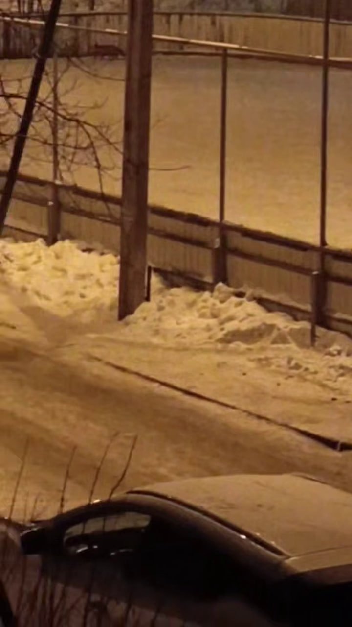 Рыжую лисицу заметили жители микрорайона Университетский в Иркутске Видео очевидца