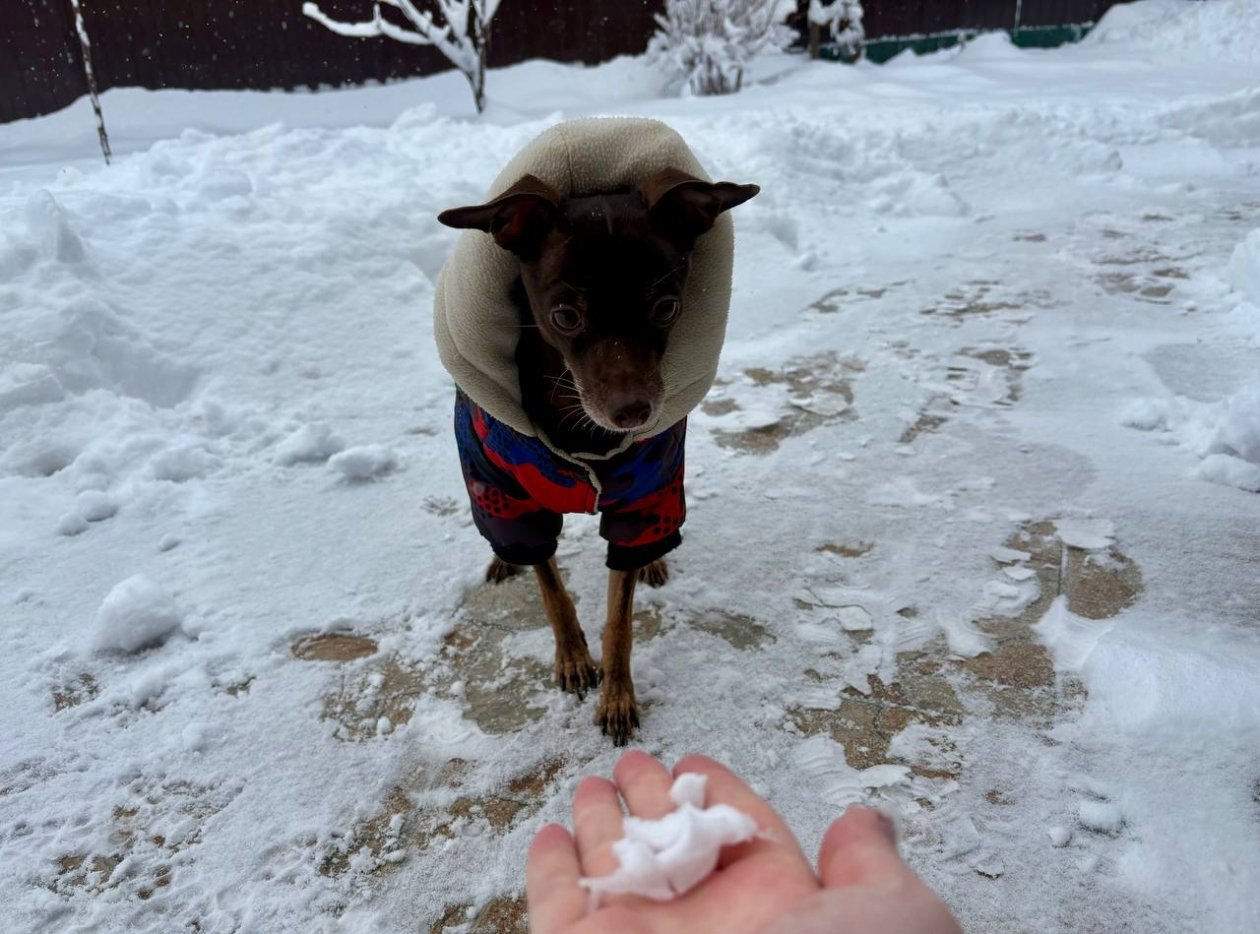 Фото питомца: тойчик Тимоша радуется долгожданному снегу ИА Stavropol.Media