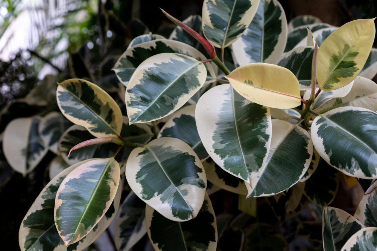 Натираю фикус этим: хитрость для зеркального блеска - и листья сияют как в элитном отеле ИА Stavropol.Media