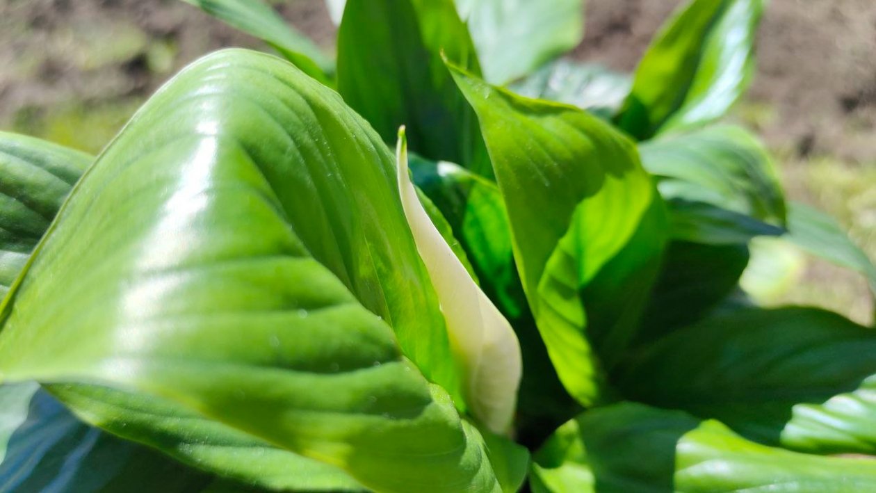 Растение для занятых людей: вид, который выживает в офисе и квартире без контроля ИА StavropolMedia