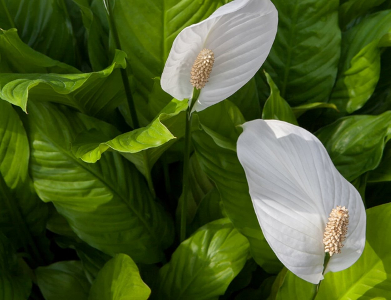 pxhere.com   pxhere.com