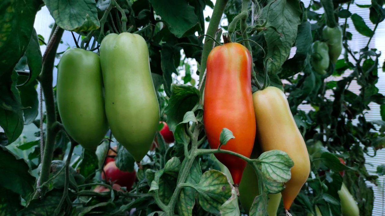 Томаты Автора