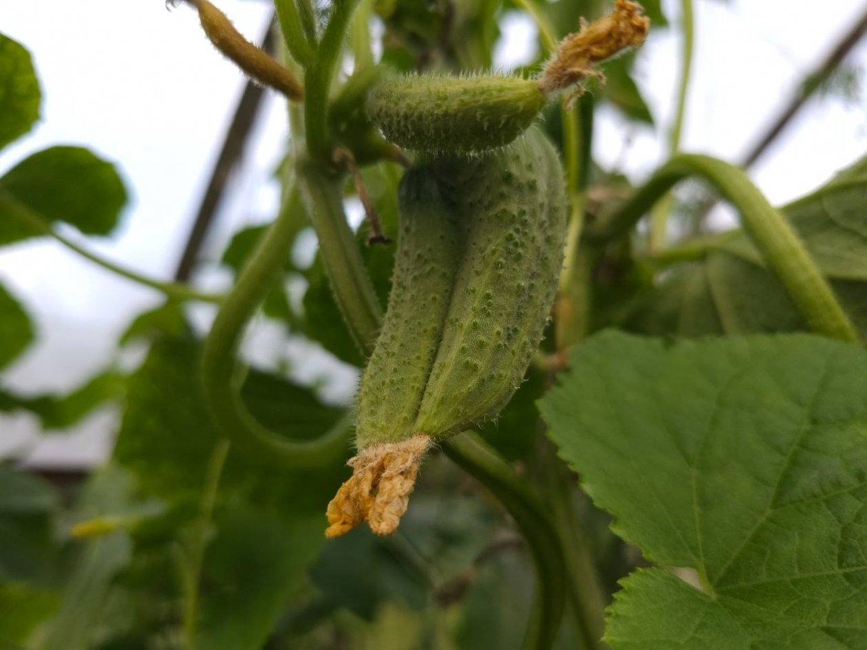 Огурцы Автора