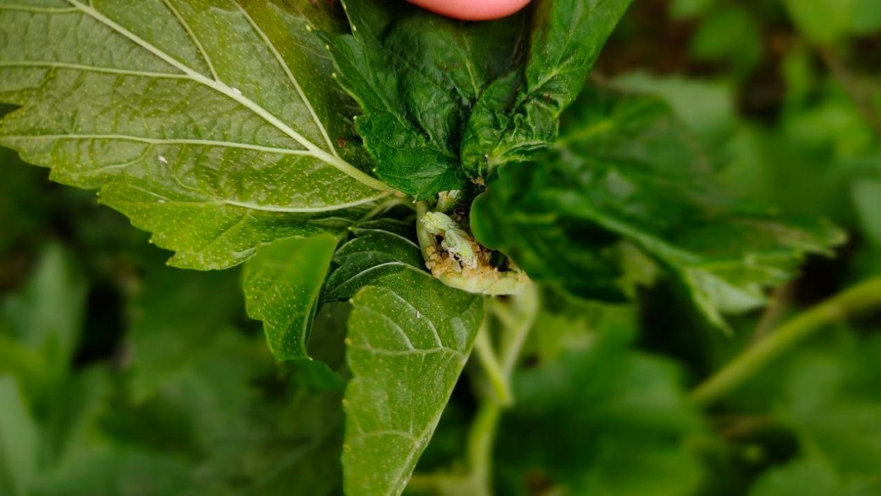 Нанесла 1 ложку - и тля осыпалась с кустов за считанные минуты: собираю крупный, здоровый урожай Автора