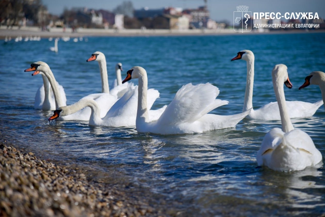 Птицы живут на курорте постоянно Администрация Евпатории