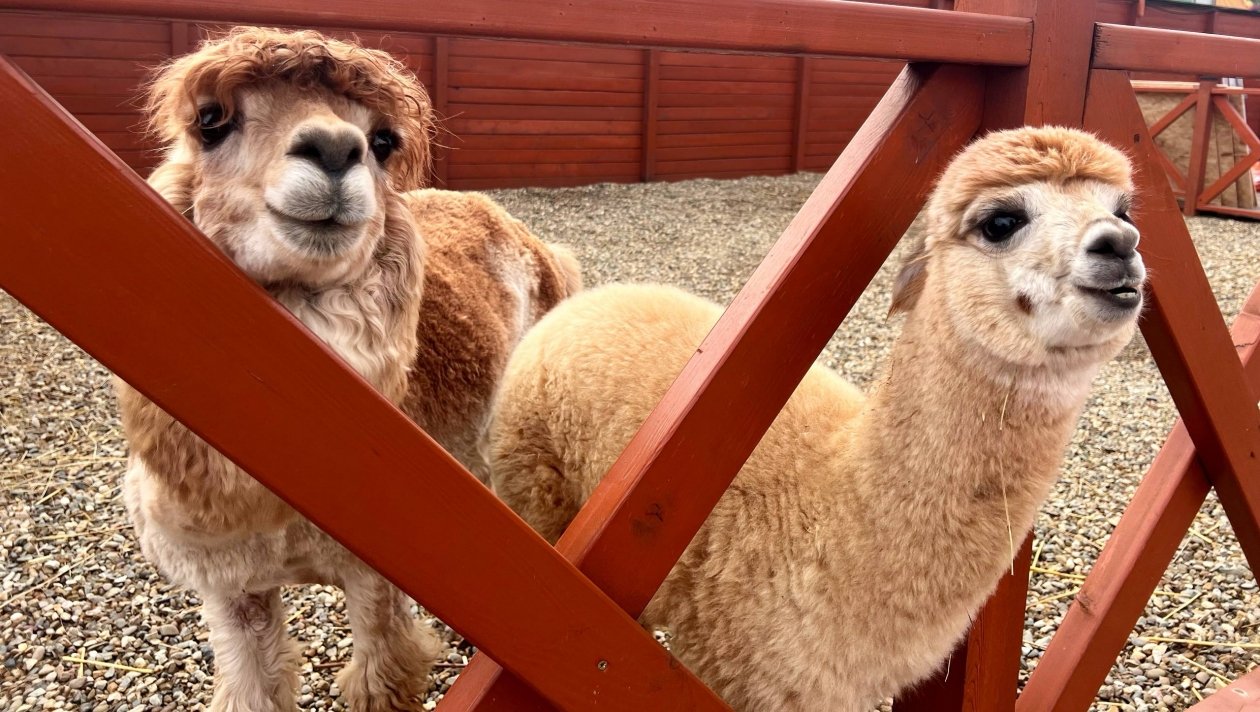 Хитрые и обаятельные: как альпаки стали главными животными Краснодара ИА KrasnodarMedia