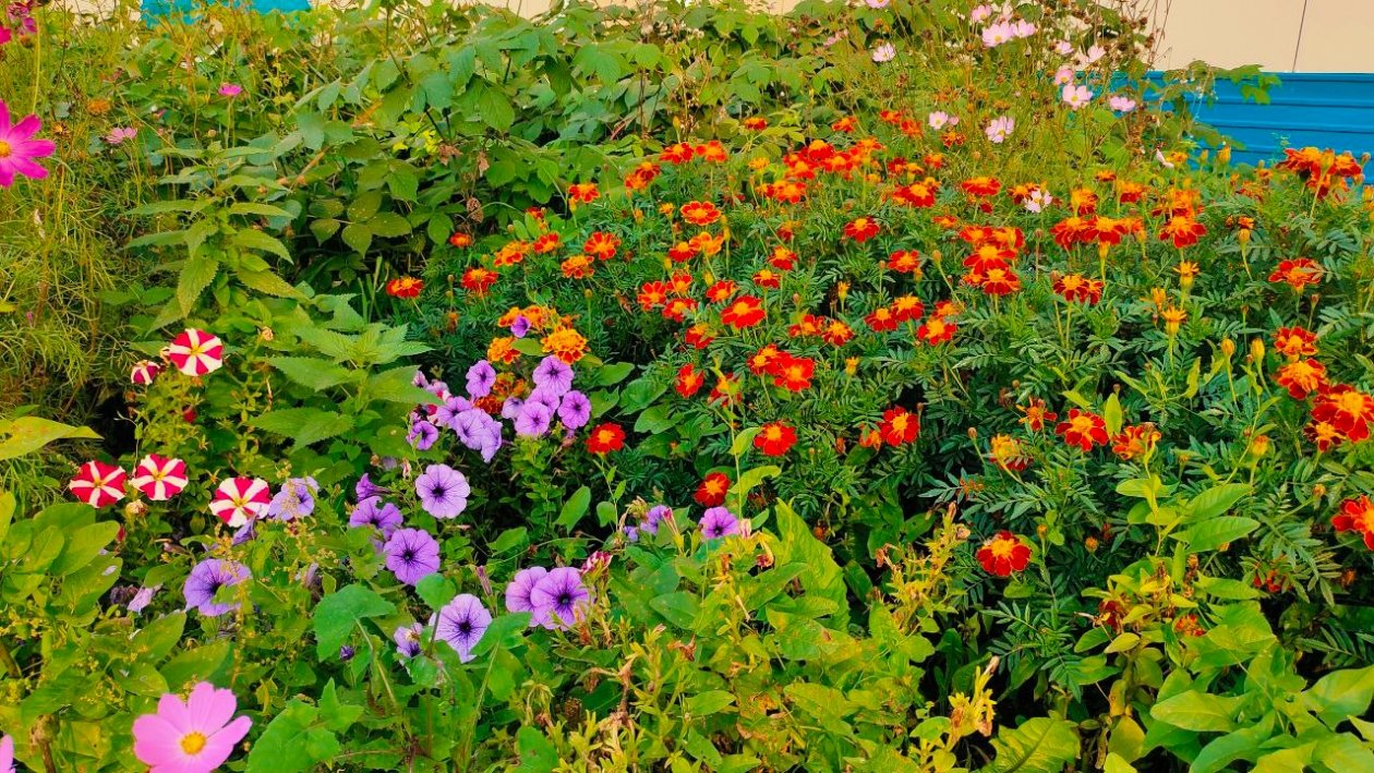 Клумба Автора