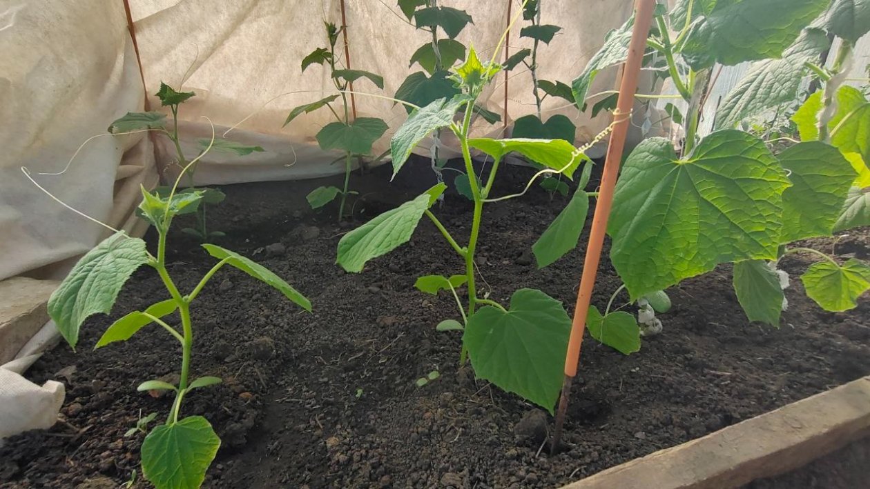 Огурцы Автора