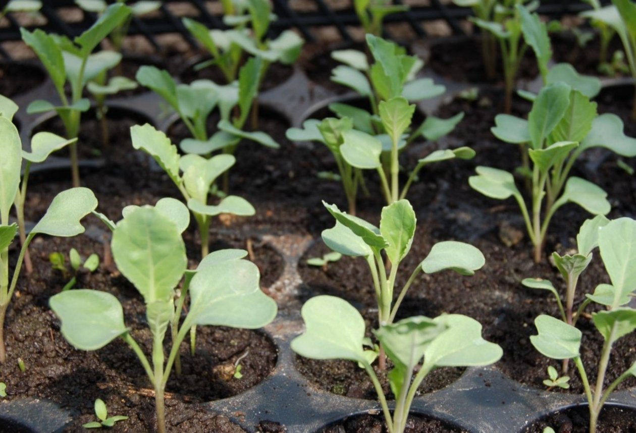 Тематическое фото pxhere.com