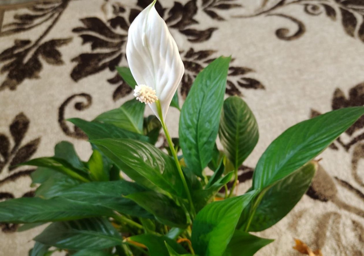 Сую таблетку в спатифиллум — получаю &quotфонтан цветов&quot: аптечный лайфхак для ленивых цветоводов ИА Stavropol.Media