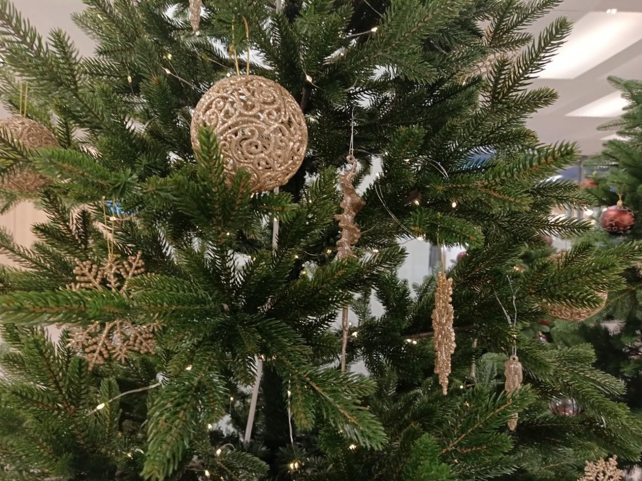 Не спешу с елкой на помойку: сдаю дерево в переработку - помогаю зоопаркам и спасаю планету ИА SevastopolMedia.ru