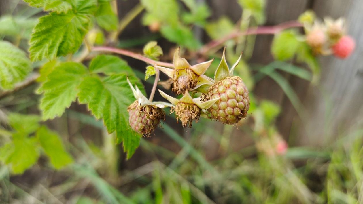 Малина Автора